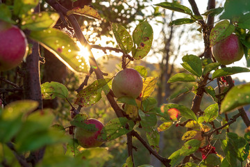 Orchard, ripe apples in the first rays of the rising sun, early autumn, Poland