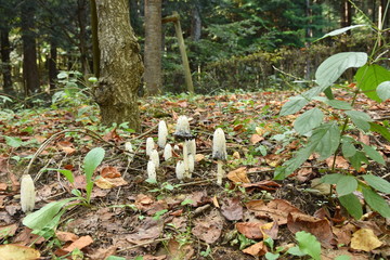 ササクレヒトヨタケ