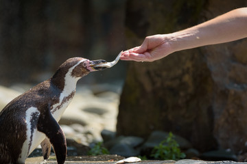 Hand feeding a Humboldt penguin with a fish