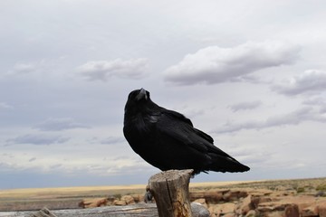 Crow black bird sitting on a wooden fence near the Painted Desert in Arizona