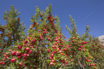 Amasya apples and apples 