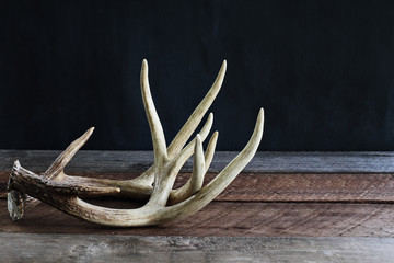 Obraz premium Pair of real white tail deer antlers over a rustic wooden table against a black background used by hunters when hunting to rattle in other large bucks. Free space for text.