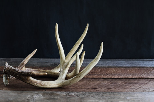 Pair of real white tail deer antlers over a rustic wooden table against a black background used by hunters when hunting to rattle in other large bucks. Free space for text.