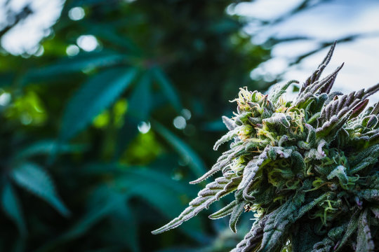 Live Cannabis Indica Jager flower at peak outdoor harvest season 2018