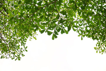 Green leaves on isolated on white