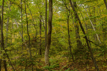 Fototapeta na wymiar In autumn forest at cloudy day.