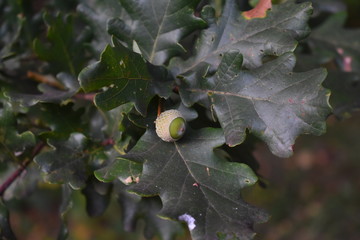 Árbol de bellotas 