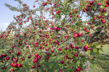 Amasya apples and apples 