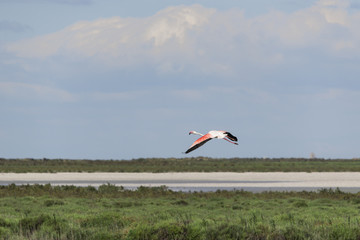 Flamingo fliegt in Südfrankreich