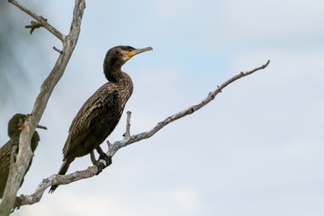 Great Cormorant birds sit in tree branches at Byron Bay along the far north coast of New South Wales, Australia.
