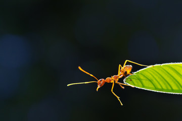 Ant action standing.Ant bridge unity team,Concept team work together