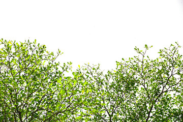 Green leaves on isolated on white