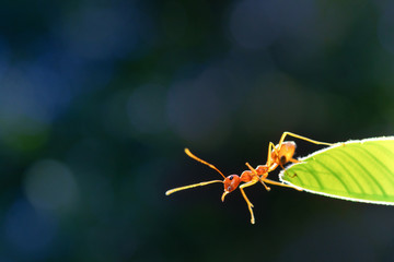 Ant action standing.Ant bridge unity team,Concept team work together