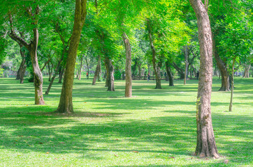 trees in the park with green grass and sunlight, fresh green nature background at out door in city for relax area good breath healthy.