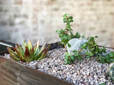 Small succulents in a planter in front of a brick wall
