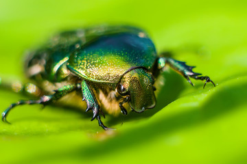 Cetonia Aurata Flower Chafer Green June Beetle Bug Insect Macro on Leaf