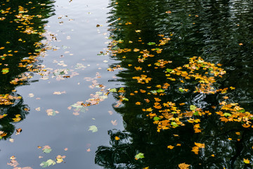 autumn leaves on water