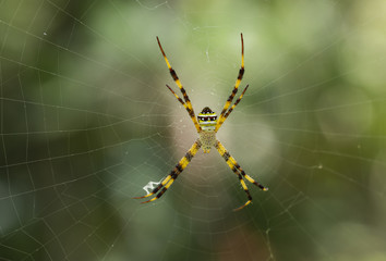 Multi-coloured Argiope Spider