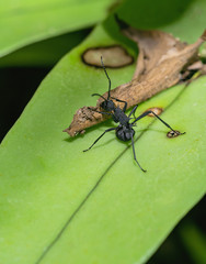 Polyrhachis armata eating food