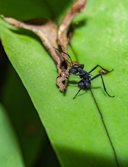 Polyrhachis armata eating food