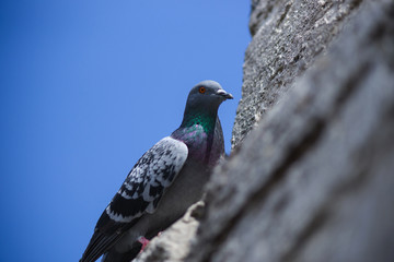 pigeon