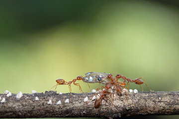 Ant action standing.Ant bridge unity team carry food Concept team work together