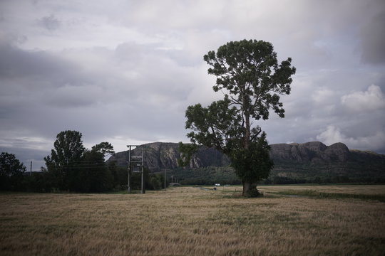 Baum im Feld