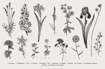 Obraz premium Lato. Kwiaty ogrodowe. Wektorowa rocznik botaniczna ilustracja. Czarny i biały