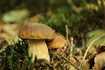 Fototapeta premium Boletus edulis - the fungus grows in deciduous and coniferous forests and tree plantation