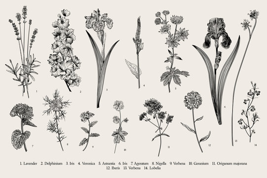 Summertime. Garden flowers. Vector vintage botanical illustration. Black and white