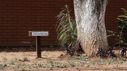 Trombon Tree, in Paraguay. Full HD. 