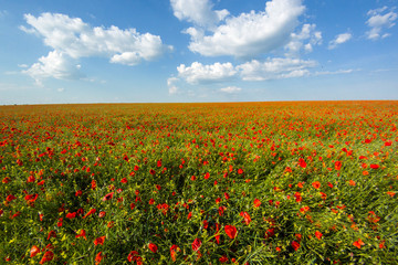Poppy field and blue sky with clouds