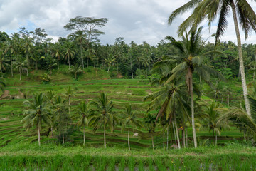 Panoramic view on rice terraces with palm trees