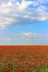 Plakat Poppy field and blue sky with clouds