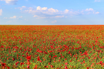 Poppy field and blue sky with clouds