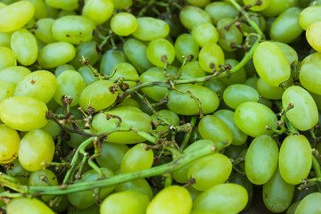 green grapes on twig