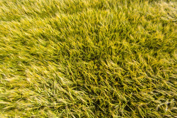 Field with unripe green wheat. Spikes of wheat. Texture effect. Top view. View from above