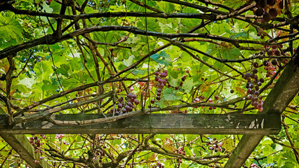 vineyard in summer, green pergola with hanging grapes, soft focus
