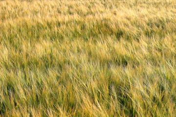 Field with unripe green wheat. Spikes of wheat. Texture effect. Top view. View from above