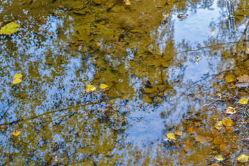 Forest reflection in water, foliage in puddle, autumn nature background.