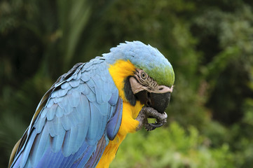 GUACAMAYA RETRATO