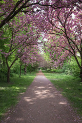 road in the forest with flowers
