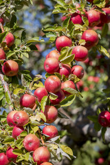 Amasya apples and apples 