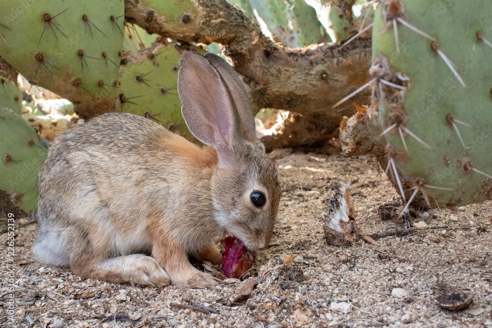 Wall mural An adult female desert cottontail rabbit, Sylvilagus audubonii, eating prickly pear cactus fruit in the Sonoran Desert. Wildlife native to the American Southwest, Pima County, Tucson, Arizona, USA. - Wall murals