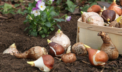 Plantation de bulbes de fleurs en automne