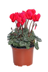 Mini Cyclamen en pot
