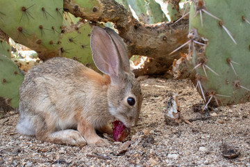 Naklejka na ściany i meble An adult female desert cottontail rabbit, Sylvilagus audubonii, eating prickly pear cactus fruit in the Sonoran Desert. Wildlife native to the American Southwest, Pima County, Tucson, Arizona, USA.