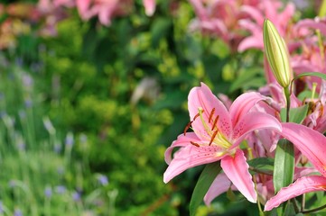 pink lily