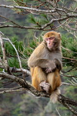A adult monkey is sitting on a bough