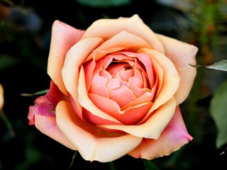 pink rose